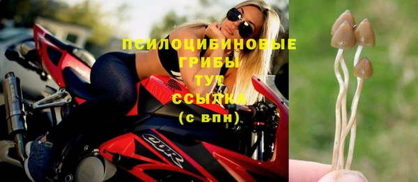 прущие грибы Михайловск