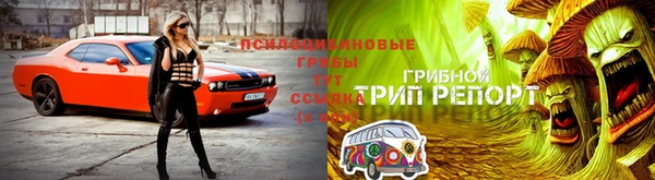 прущие грибы Михайловск